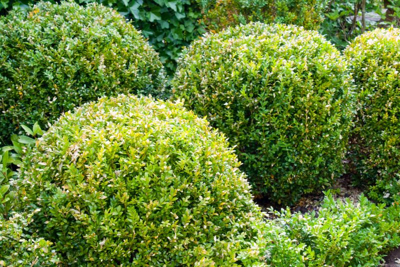 Shrub Removal Service