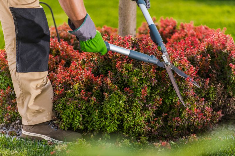 Shrub Removal Service