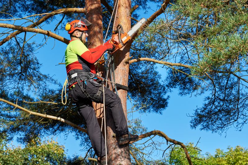 Arborists Specializing in Shrub Care