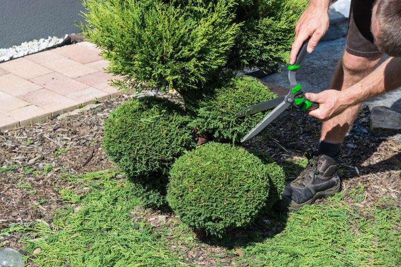 When to Hire for Shrub Removal